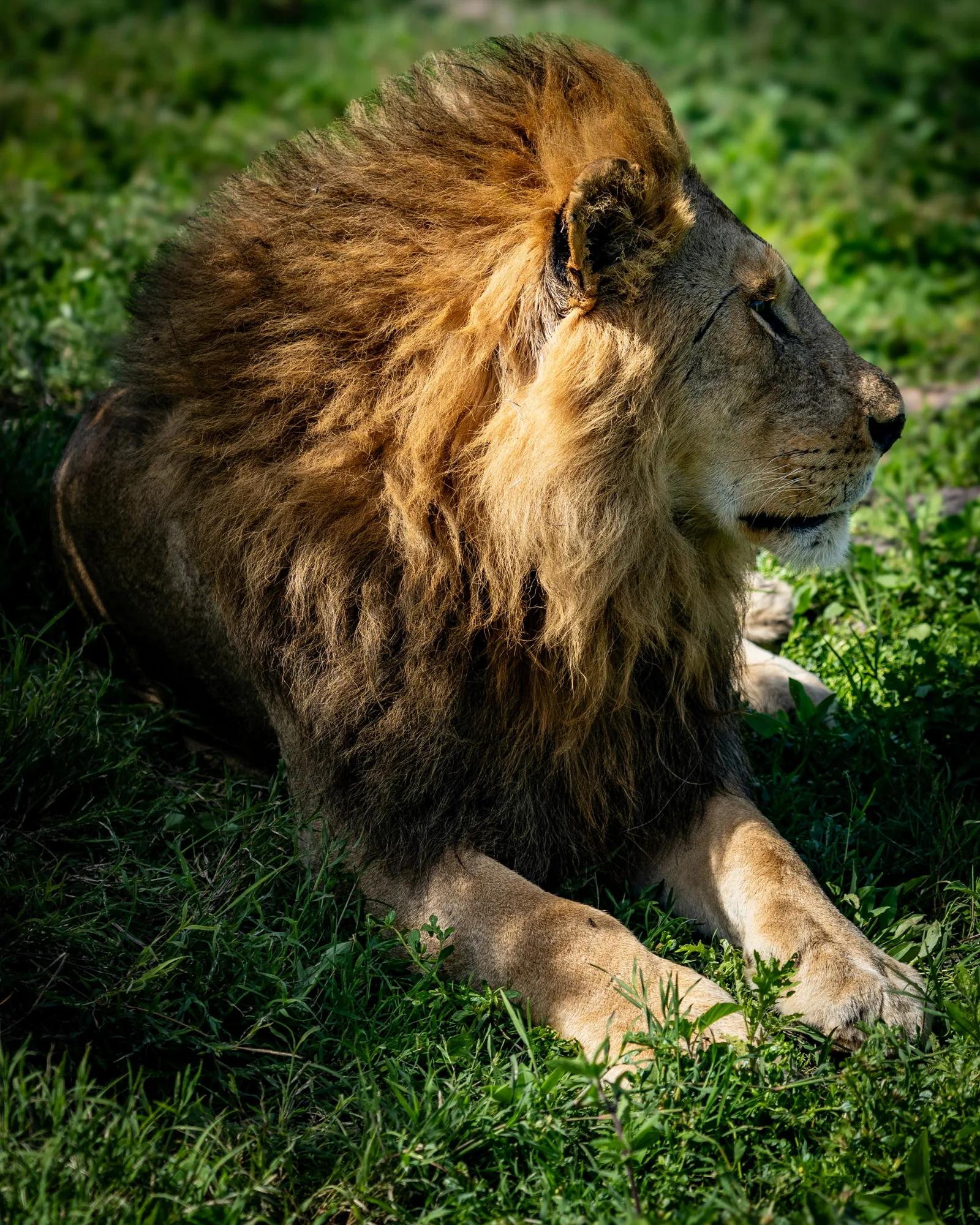 What A Tailor-Made Tanzania Trip Includes Beyond Lodges
